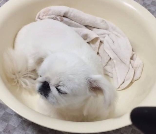 Blow dry Credit: @eurimml Get your dog squad tees at: thebearway.spreadshirt.com