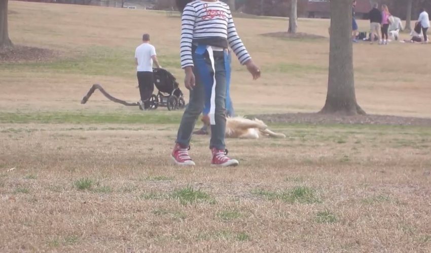 懶惰的金色不想離開公園觀看更多：www.thebearshit.com