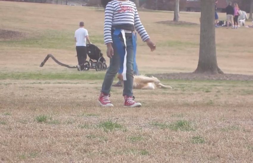 Lazy golden doesn't want to leave the park Watch more: www.thebearshit.com