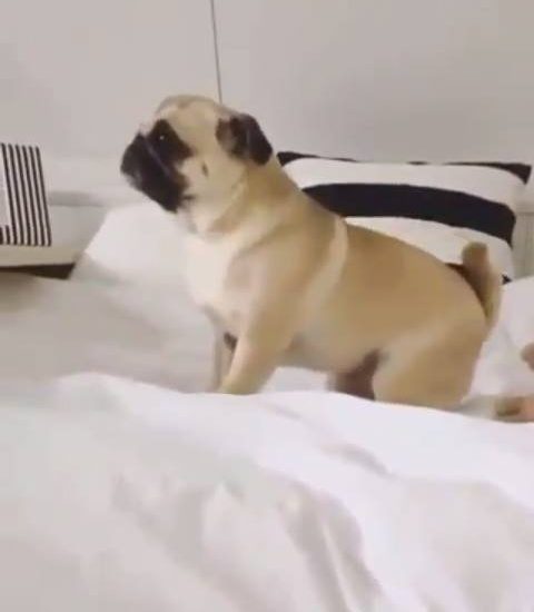 Play time Credit: @pugloulou See more: www.thebearshit.com