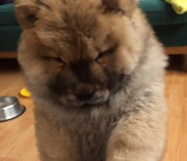 Fluff overload Watch more: www.thebearshit.com