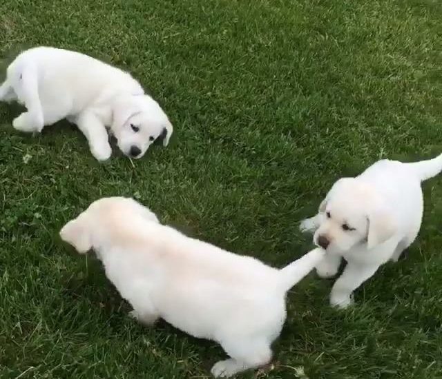 Lab overload Watch more: www.thebearshit.com