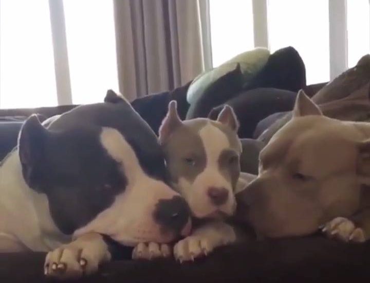 With mama and papa Watch more: www.thebearshit.com