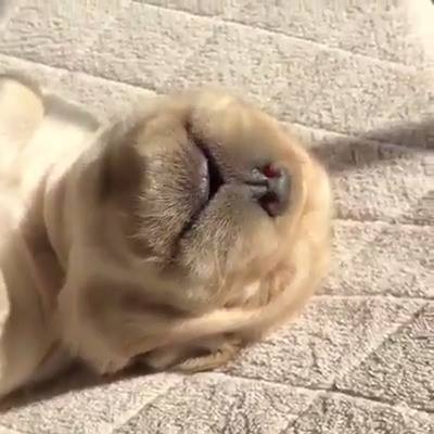 說夢話感謝：@bbflabradors觀看更多：www.thebearshit.com