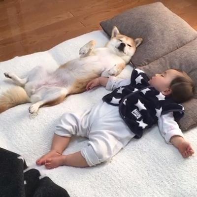 睡覺夥伴感謝：@the_shiba_mogu觀看更多：www.thebearshit.com