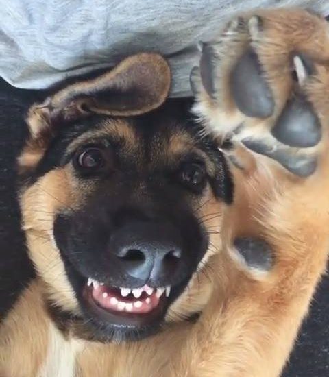 High five! Creidt: @baloo_the_gsd Watch more: www.thebearshit.com