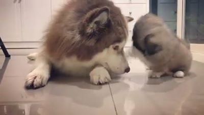 讓我們玩吧，讓我們玩吧！感謝：@thehuskypride觀看更多：www.thebearshit.com