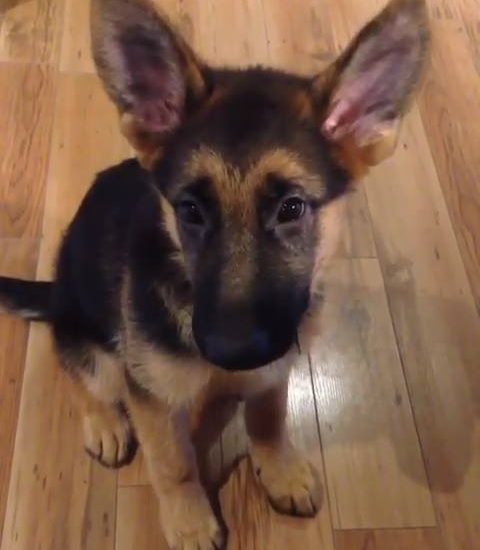 Oh no! hiccups Credit: @gsd.dexter Watch more: www.thebearshit.com