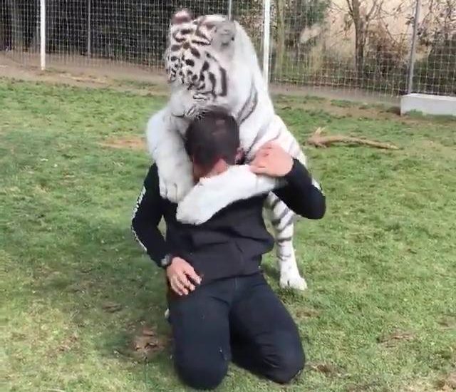 Imagine having a tiger as a friend. Provided by: Black Jaguar White Tiger Foundation