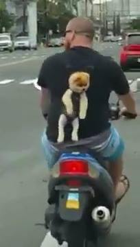 狗騎在人的背包裡