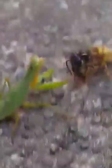 Wasp Rips Off Preying Mantis' Head