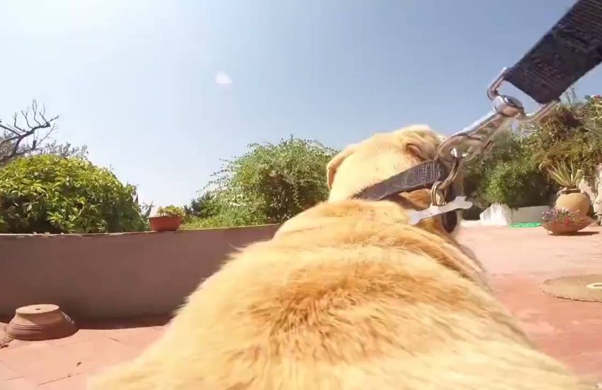 Ozzy Man Reviews an excited dog running to the beach. Footage provided by: Newsflare