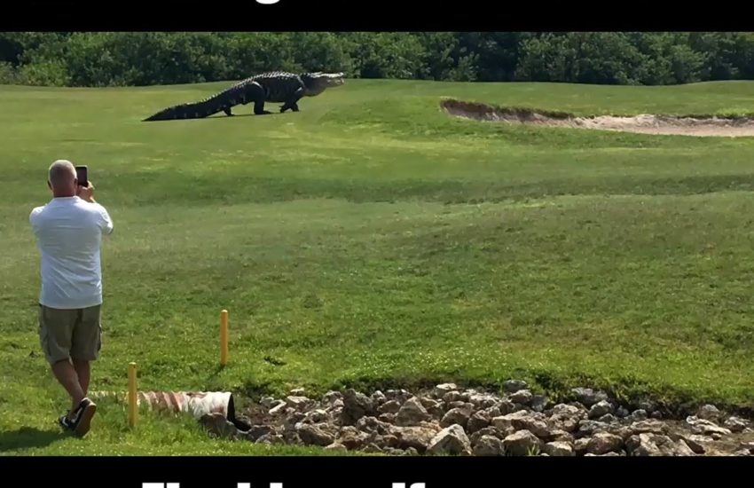 Giant Alligator Walks Across Florida Golf Course