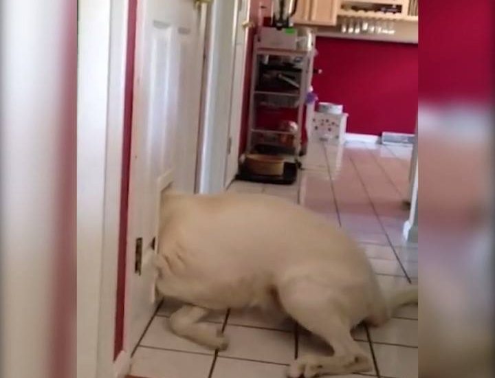 Dog Stuck In Cat Flap