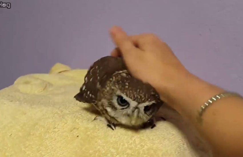 Owl Loves Head Massage