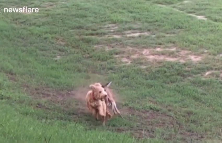 Einstein The Dog Gets Chased By Deer