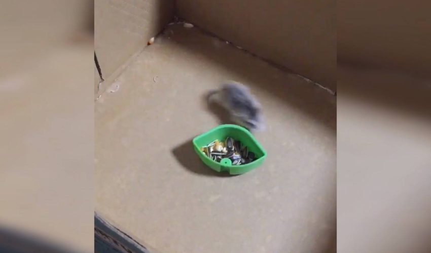 倉鼠在他的種子周圍加速