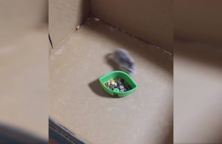 Hamster Speeding Around His Seeds