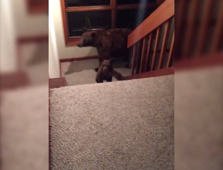 Bears Breaks Into Man's House