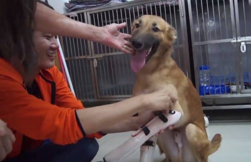 Dog Gets New Legs, Becomes Happiest Dog In The World