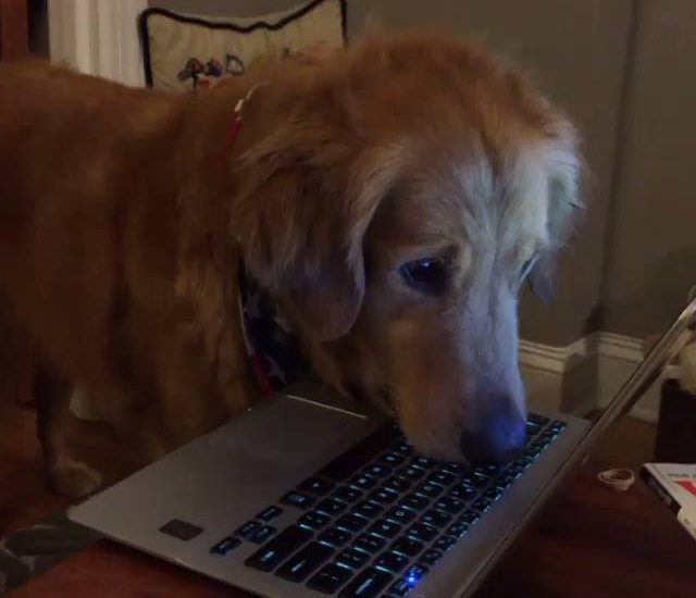 Dog Can't Stop Watching Squirrels