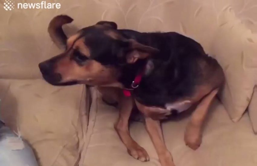 Rescued Dog's First Time On A Couch