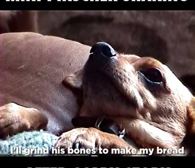 Mini Pinscher Shaking After Hearing Scary Story