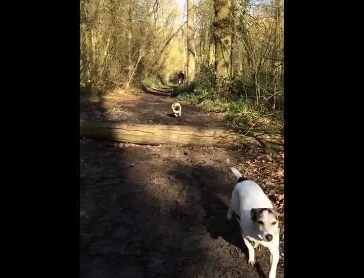 Pug Tries To Jump And Fails Miserably