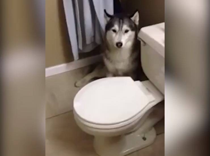 Husky's Bath Time Tantrum