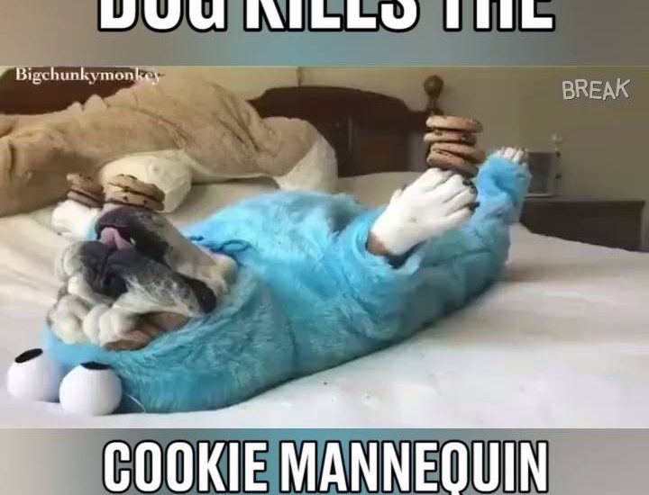 Dog Kills The Cookie Mannequin Challenge