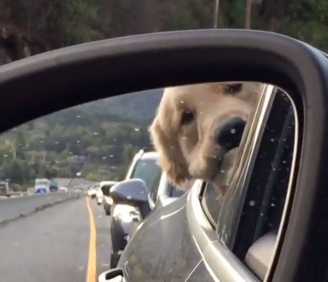 Dog pissed off at traffic