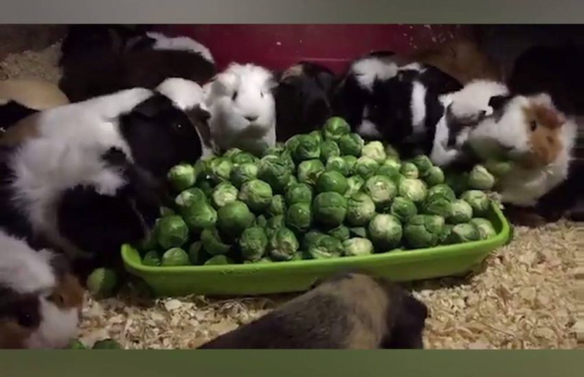 Guinea Pigs Can't Stop Eating Brussels Sprouts