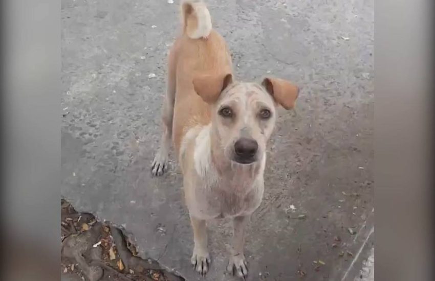 Dog Feeds Its Family After Being Given Food