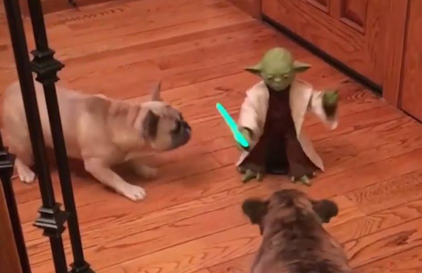 Dogs Are Scared Of Yoda Toy