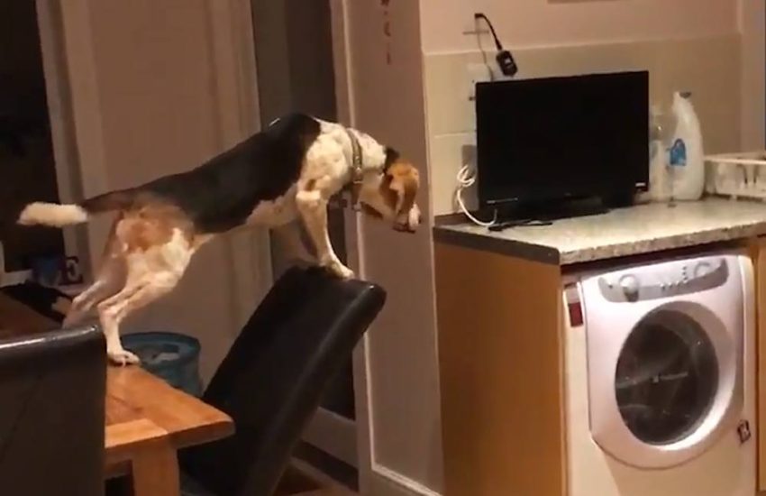 Dog Climbs On Table To Get To Chips