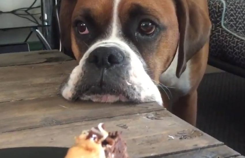 Dog Stares At Chocolate Brownie