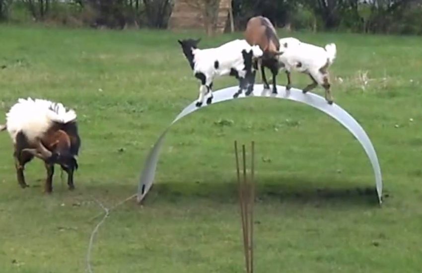 Goats Play in Park