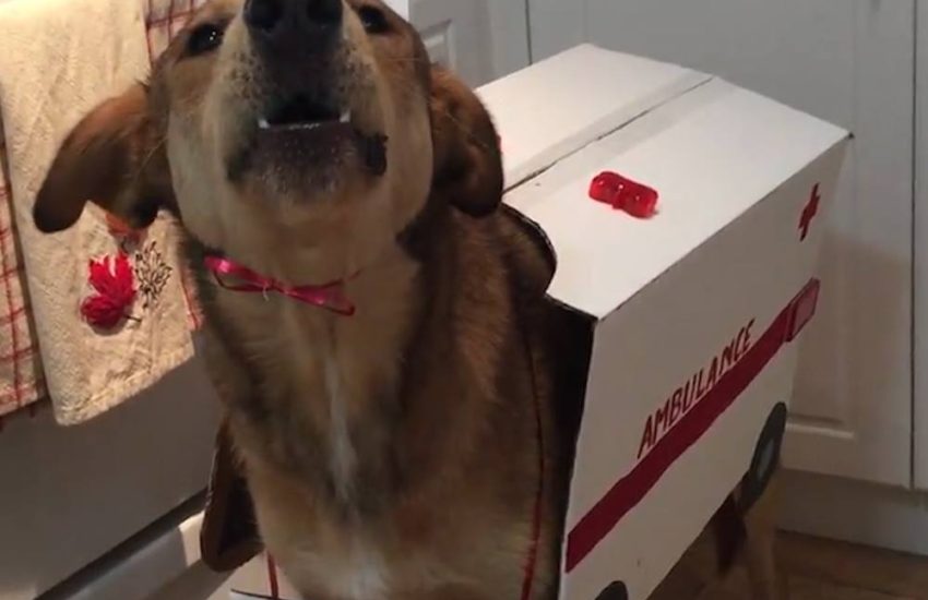 Dog Just Wants To Be An Ambulance