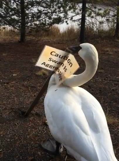 Caution Swan Is Aggressive