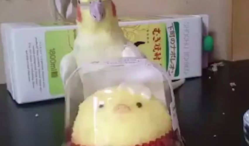 鳥恨復活節