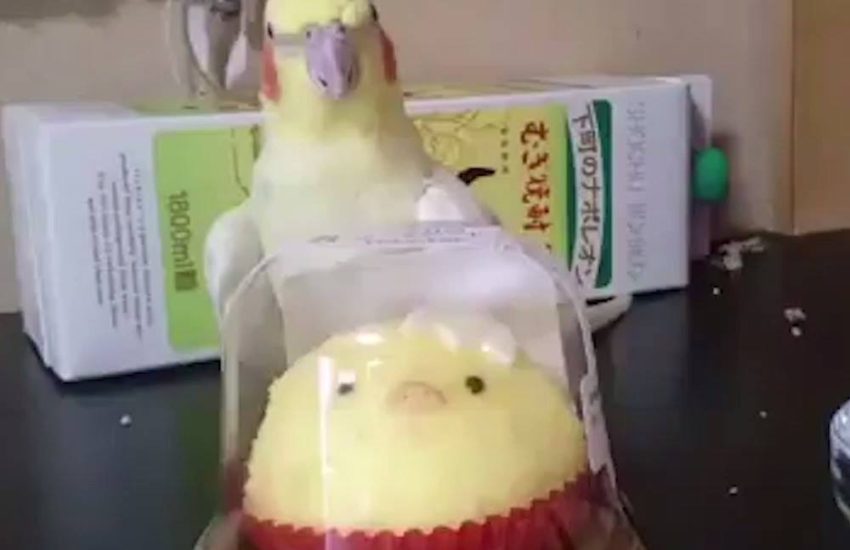 Bird Hates Easter