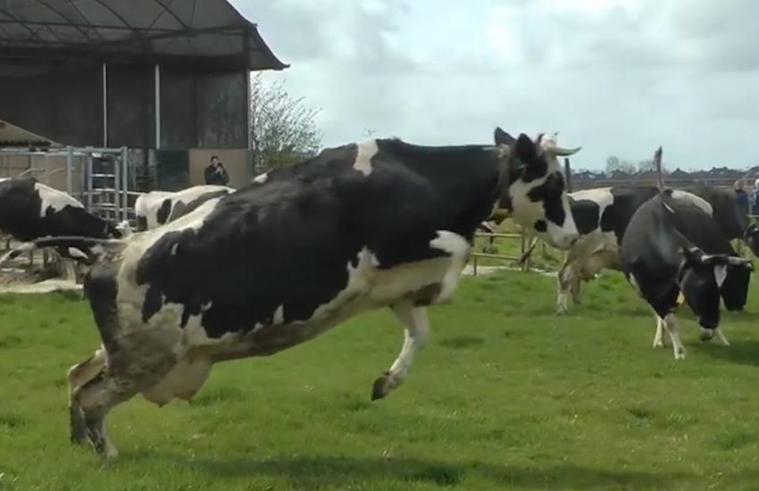 Cows See Grass For First Time In Five Months