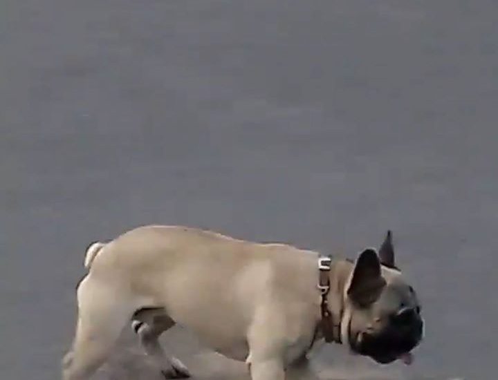 Dog Turns Up To Park On Skateboard