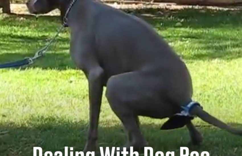 Dealing With Dog Poo Just Got Easier!