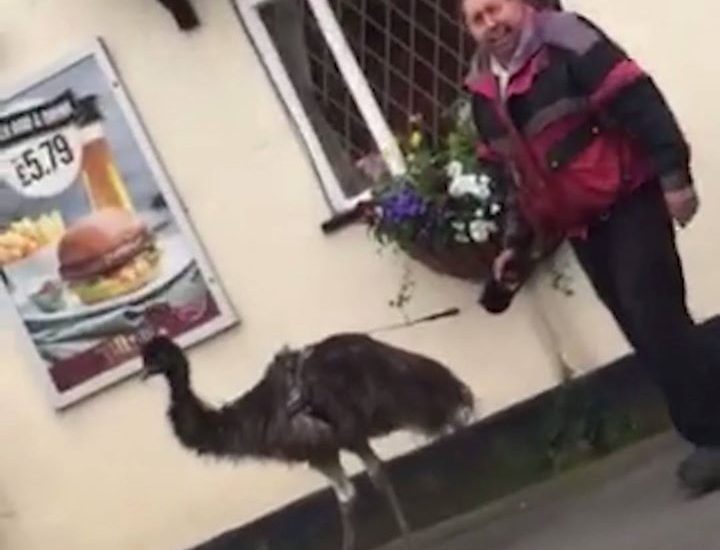 Man Walking Emu Down The Street