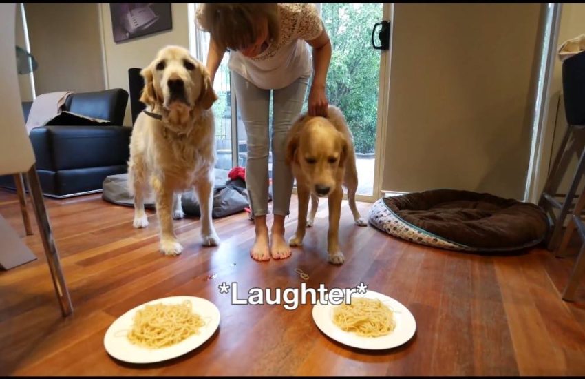 Golden Retriever Spaghetti Eating Competition