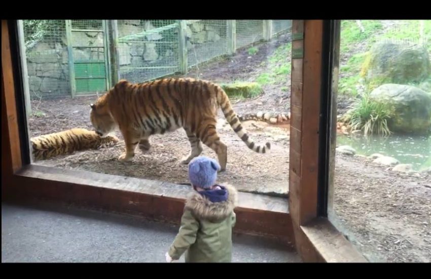 Never Wake A Sleeping Tiger