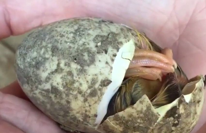 Little Duckling Hatches In Mans Hand