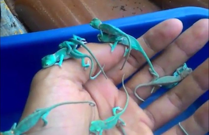 Tiny Blue Chameleons Crawling On Hand