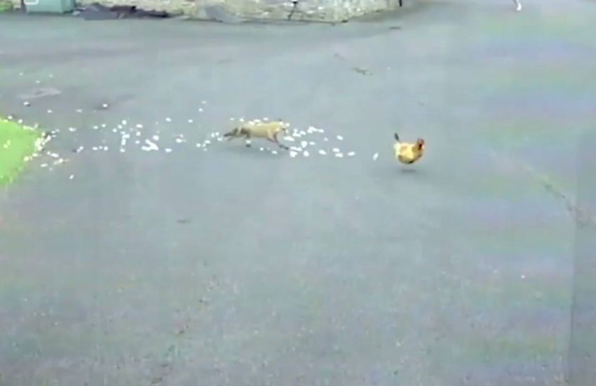 Lad Chases Fox In Boxers To Protect His Chicken